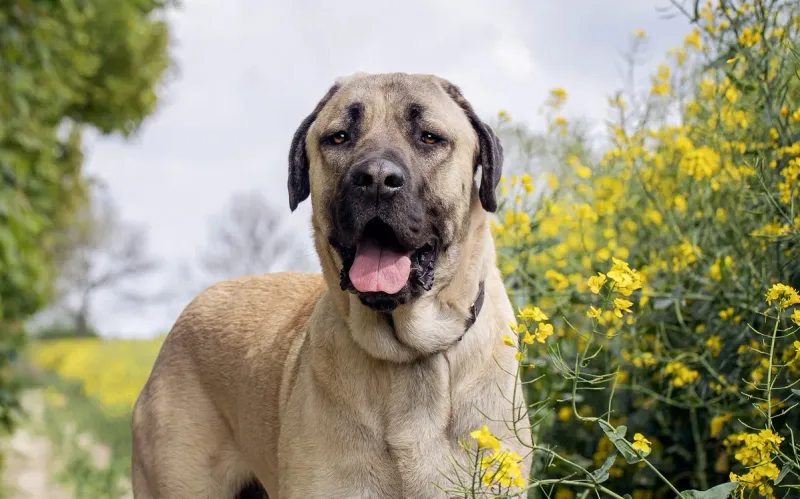 Anatolian Shepherds