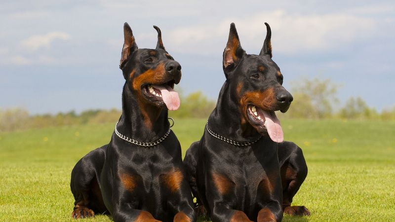 Texas - Doberman Pinscher