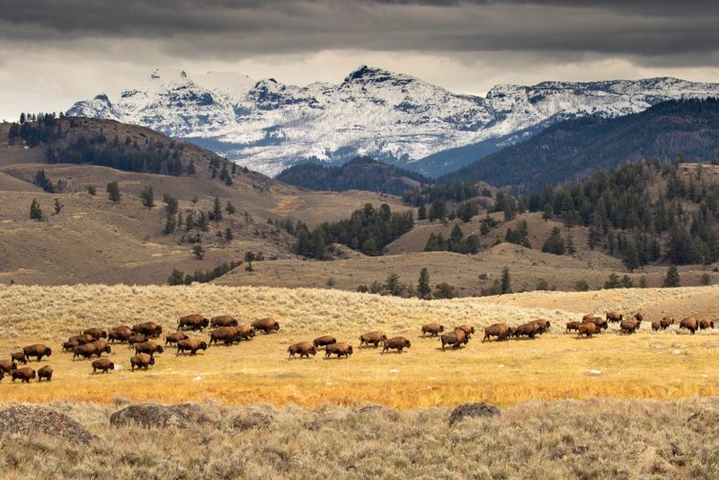 Montana: Big Sky Country's Wild Residents