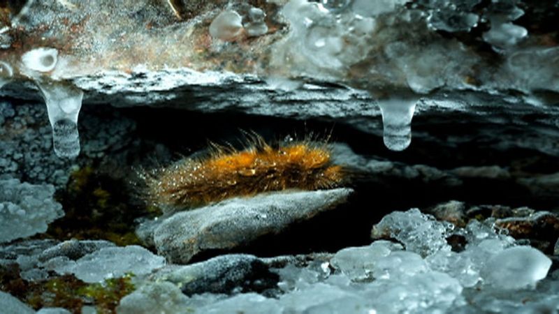 Woolly Bear Caterpillar