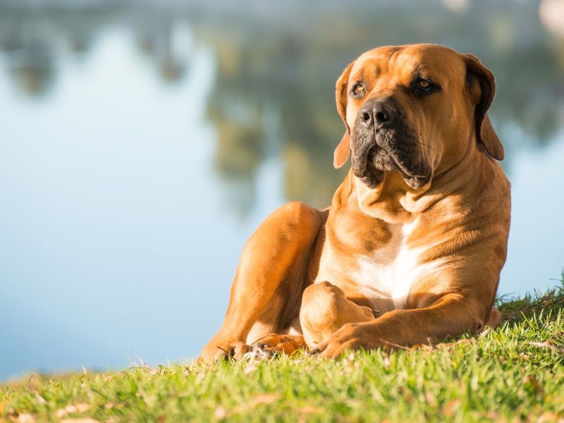 Boerboel: Africa's Farm Protector