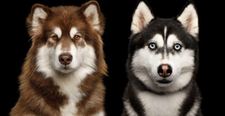 Alaskan Malamute Vs. Siberian Husky: Traits, Differences, And Similarities