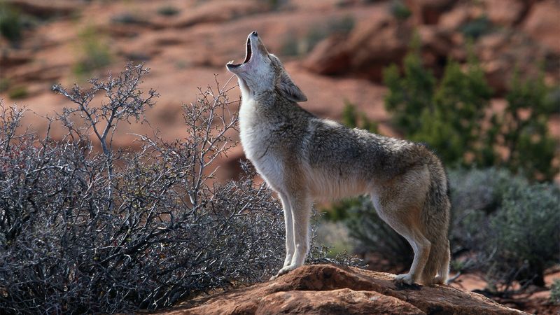 Coyote