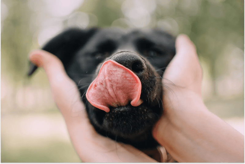 Face Licking As A Sign Of Respect