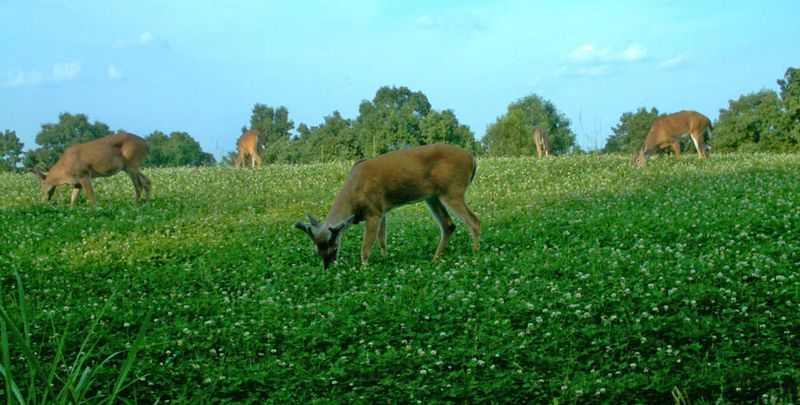 Clover