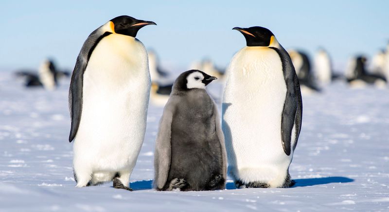 Penguins Mate For Life