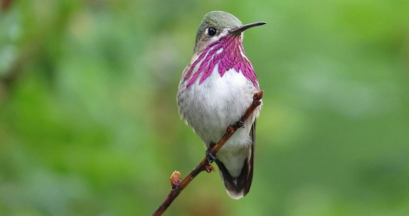 Calliope Hummingbird