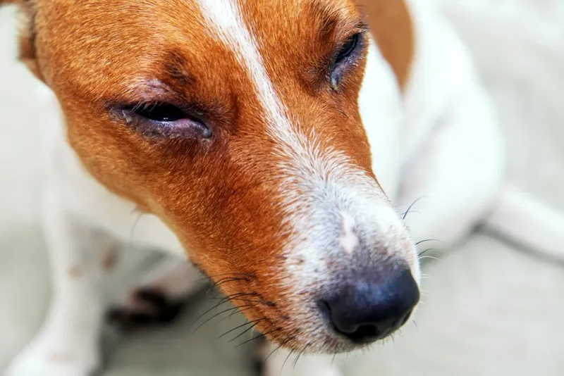 Eye Infection