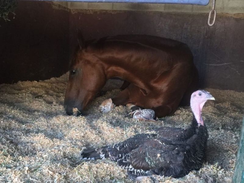Turkeys