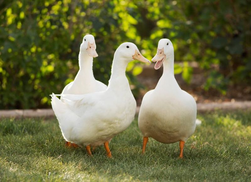 Ducks