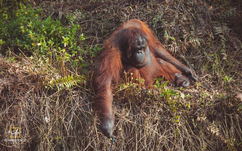 Orangutan