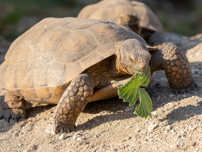 Desert Tortoise
