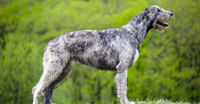 Amazing Facts About The Irish Wolfhound: The Highland Wolf-Hunter