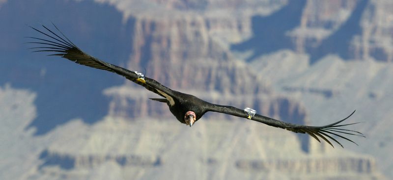 California Condor
