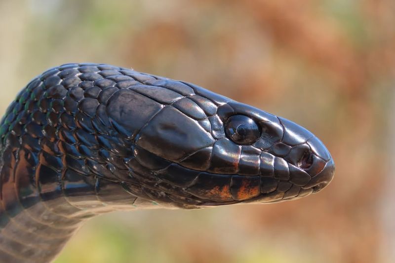 Eastern Indigo Snake