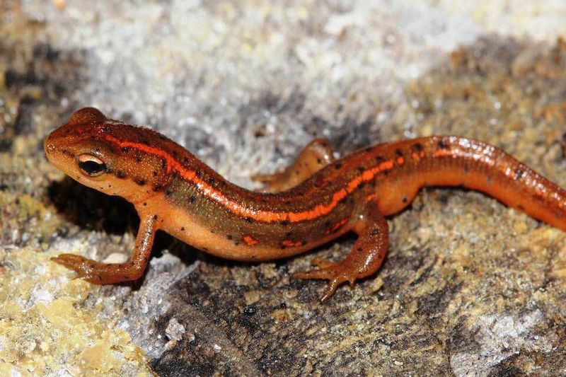 Striped Newt