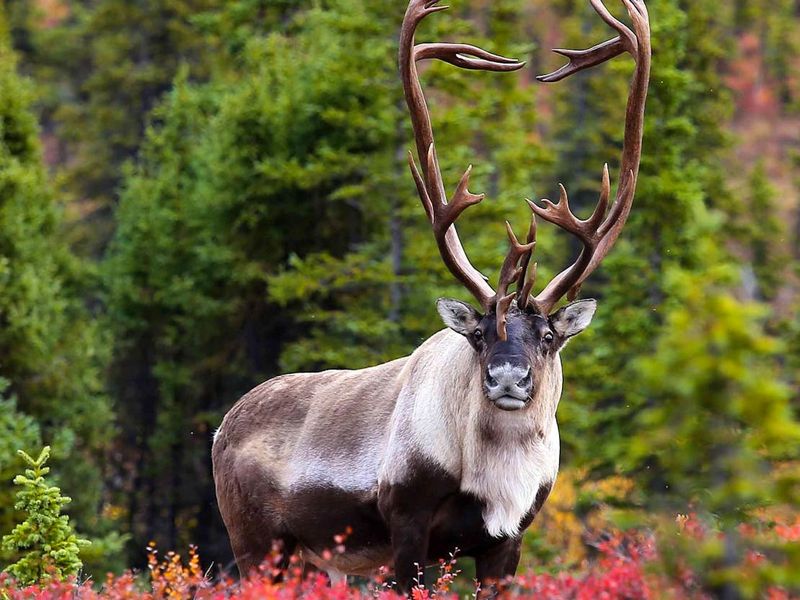 Woodland Caribou