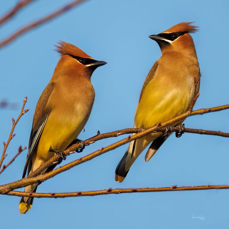 Cedar Waxwing
