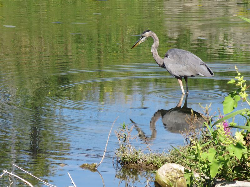 Great Blue Heron