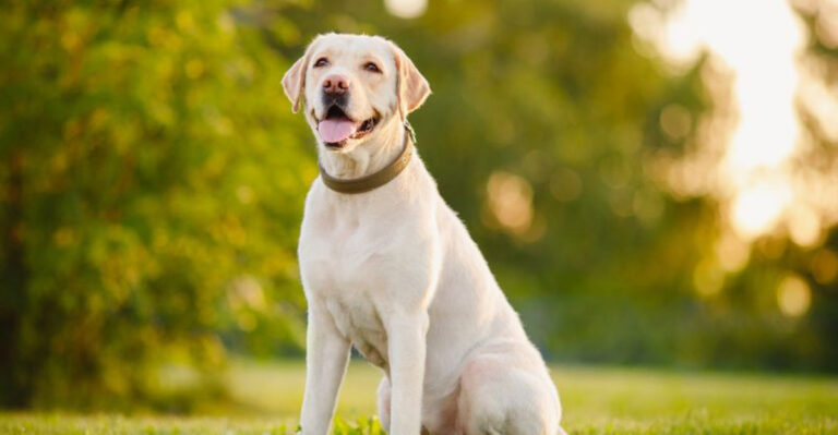 American Kennel Club Reveals The Most Popular Dog Breeds Of 2025