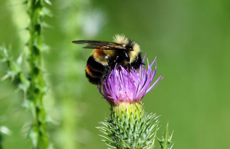 Rusty Patched Bumble Bee