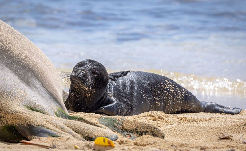 Hawaiian Monk Seal