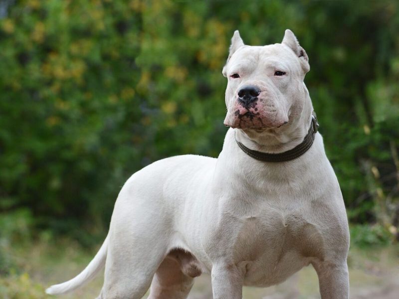 Dogo Argentino: The Wild Boar Hunter