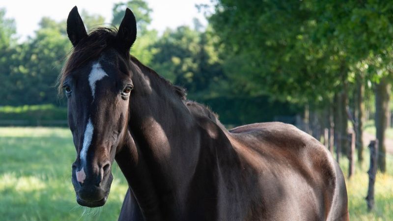 Tennessee Walking Horse