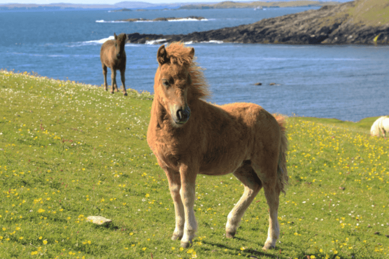 Shetland Pony