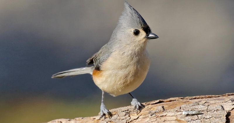 Tufted Titmouse