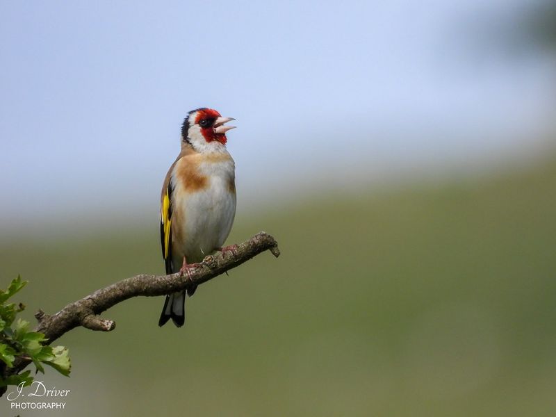 European Goldfinch