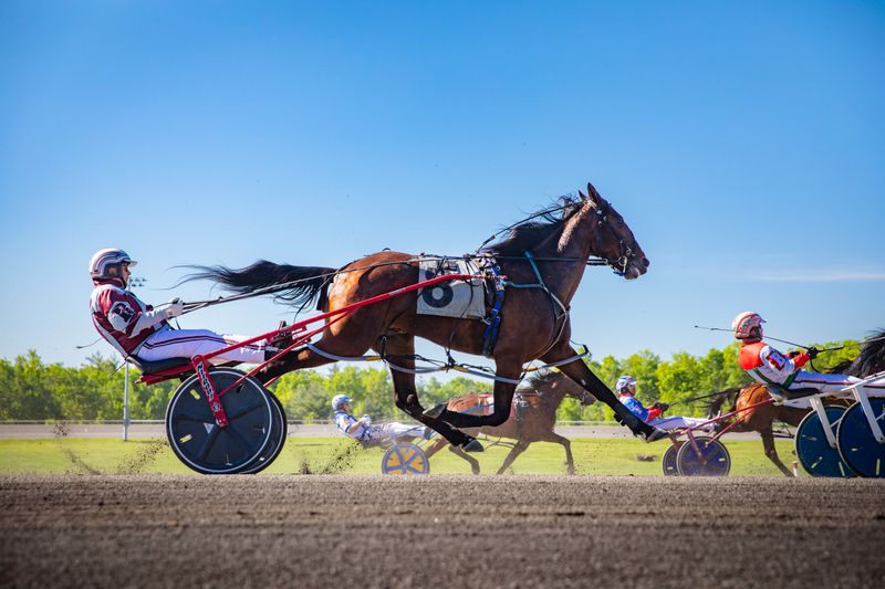 Standardbred
