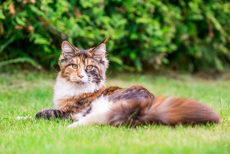 Maine Coon