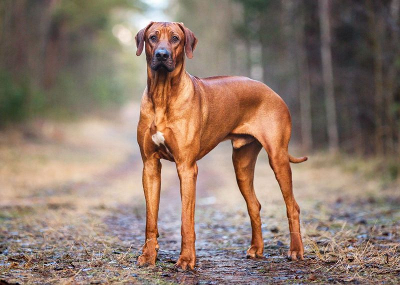 Rhodesian Ridgeback: The Lion Chaser