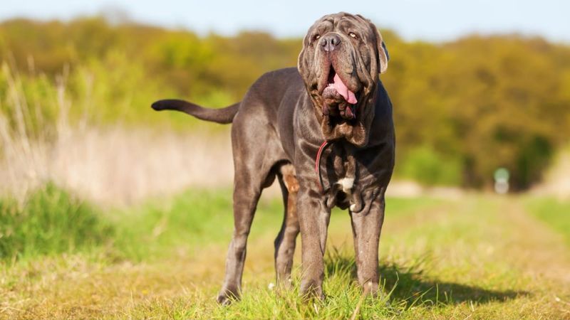 Neapolitan Mastiff