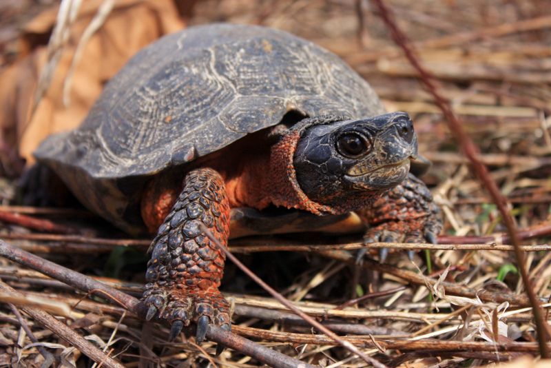 Wood Turtle