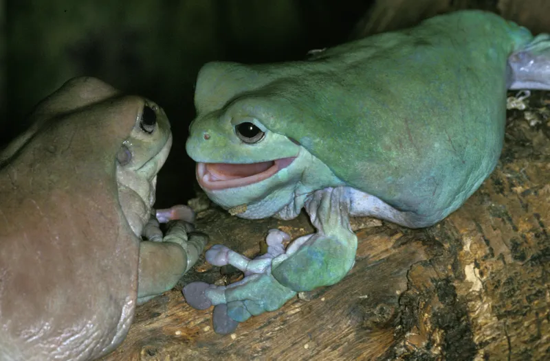 Dumpy Tree Frog