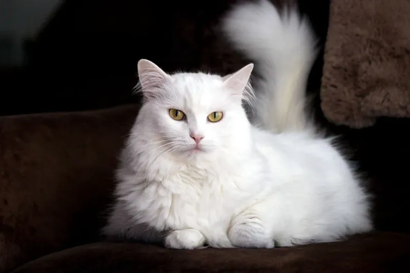 Turkish Angora