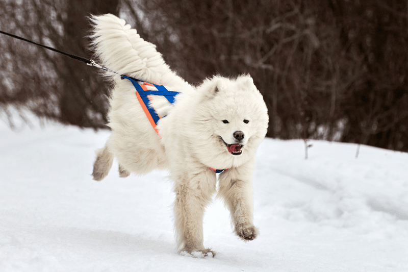Samoyed