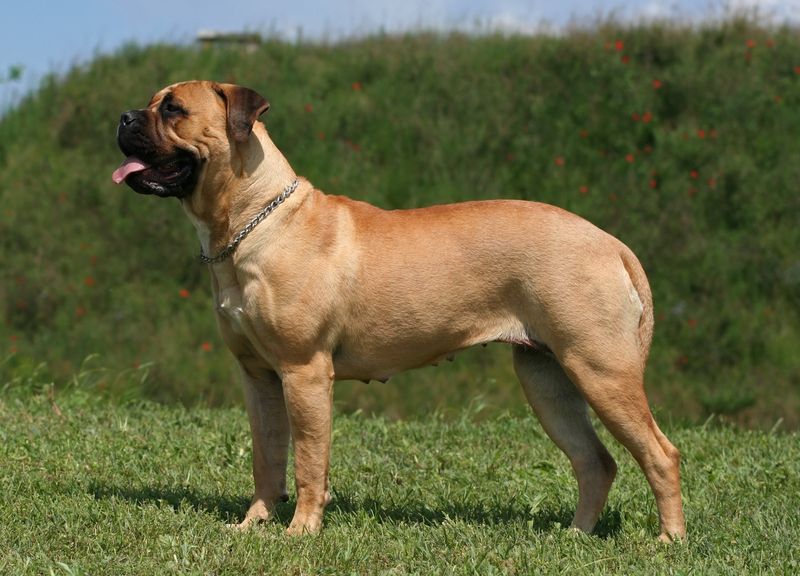 Bullmastiffs