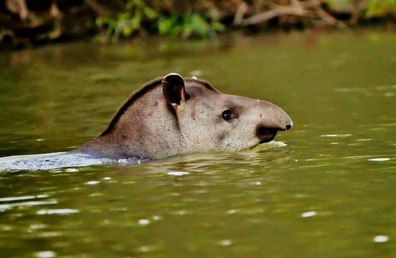 Nature's Swimmers