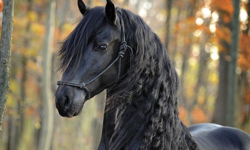Friesian