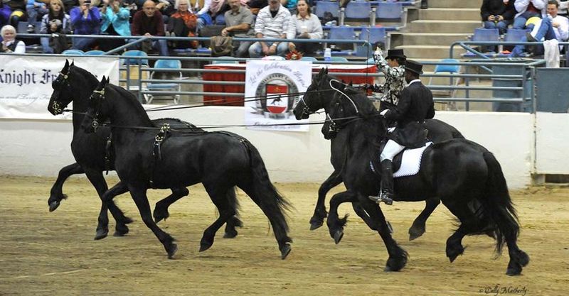 Friesian