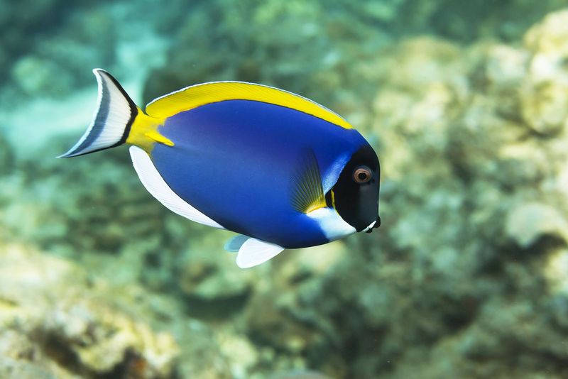 Surgeonfish