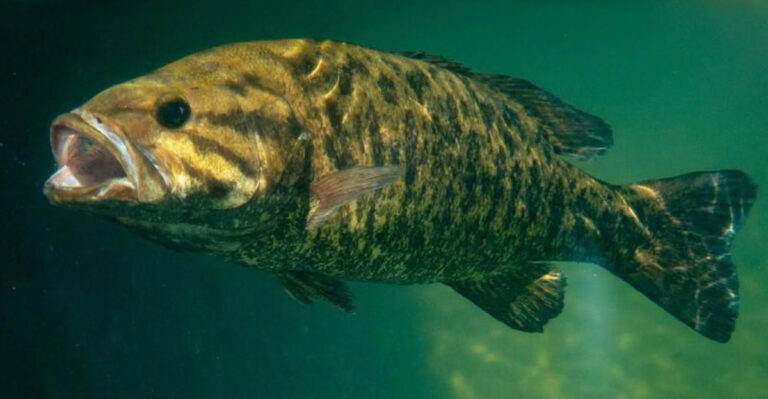 Angler’s Dream: 15 Smallmouth Bass Fishing Havens