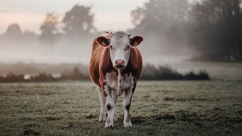 Simmental
