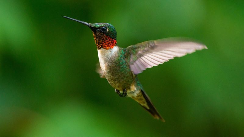 Ruby-Throated Hummingbird