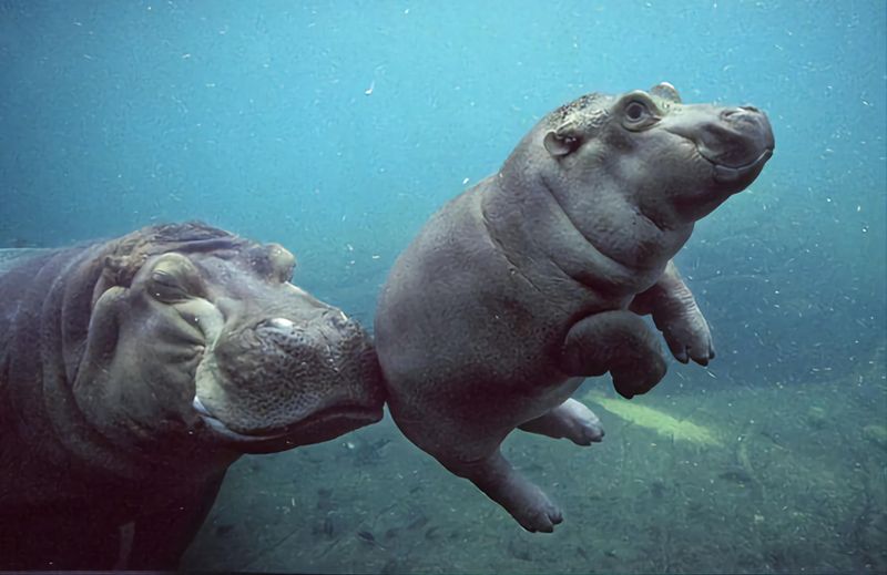 Hippopotamus