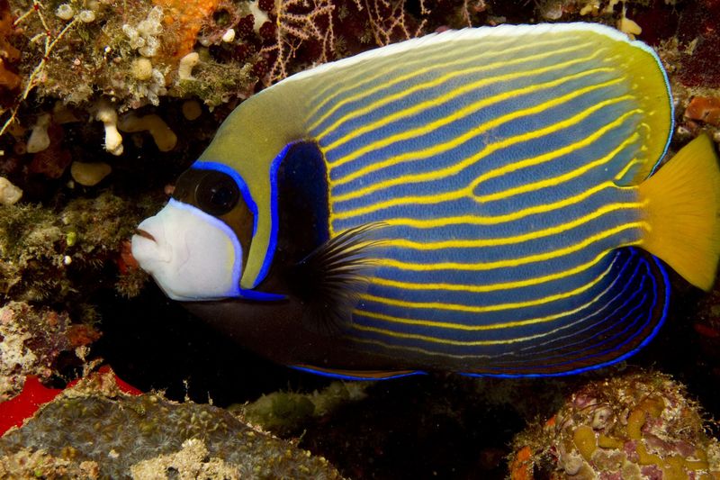 Emperor Angelfish