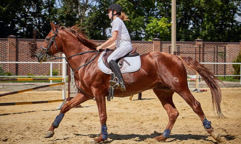 Horses Love Being Ridden